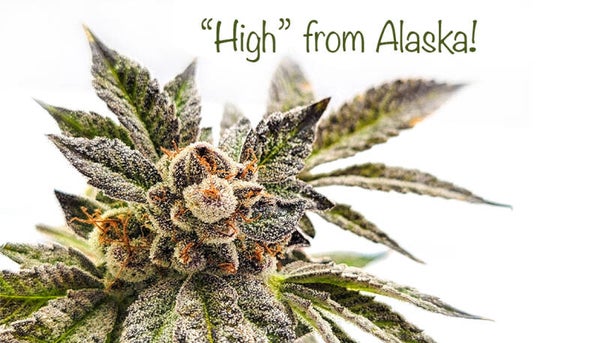 The Grass is Greener in Alaska