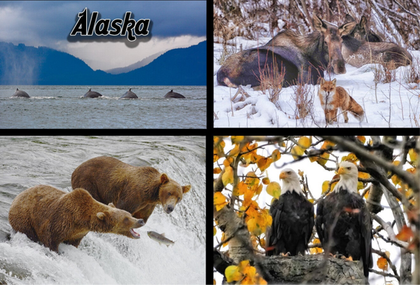 Animal Assortment