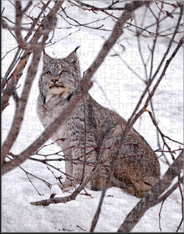 Elusive Lynx