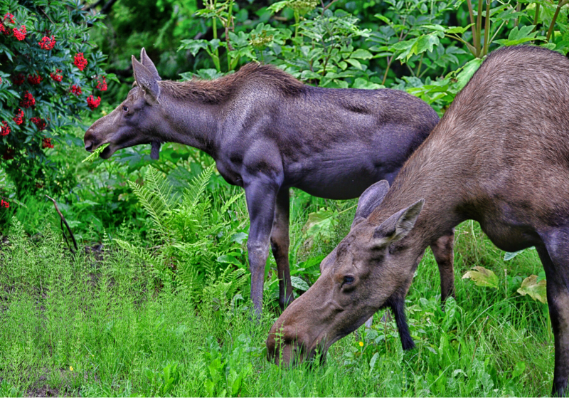best wildlife viewing moose in alaska