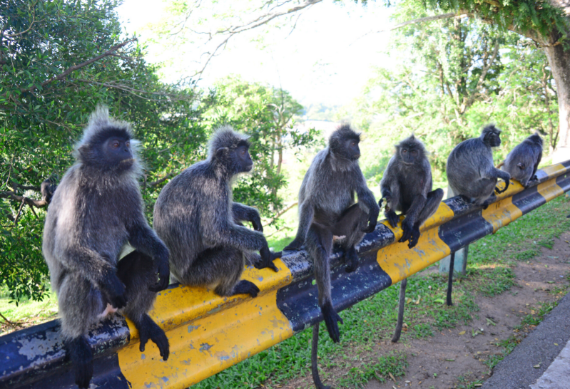 Monkeys in Malaysia 