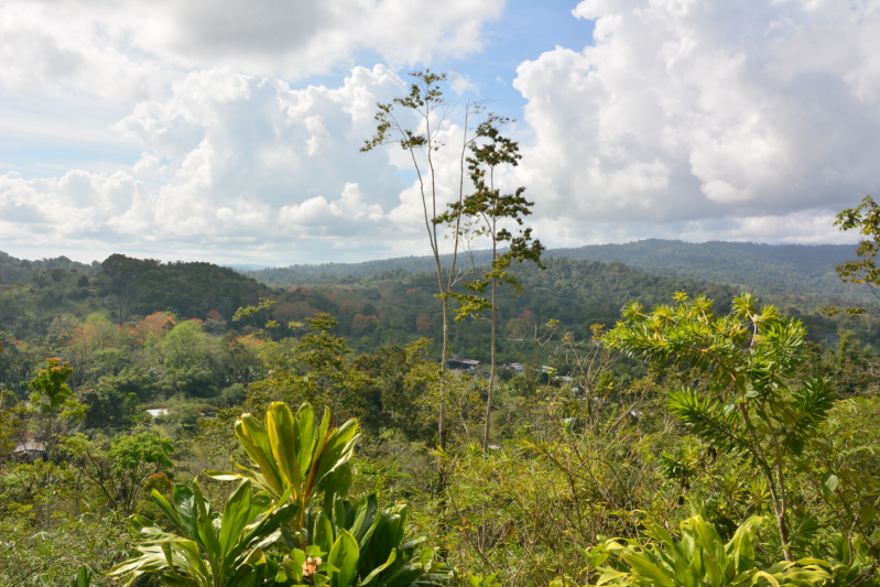 Costs rica rainforest 