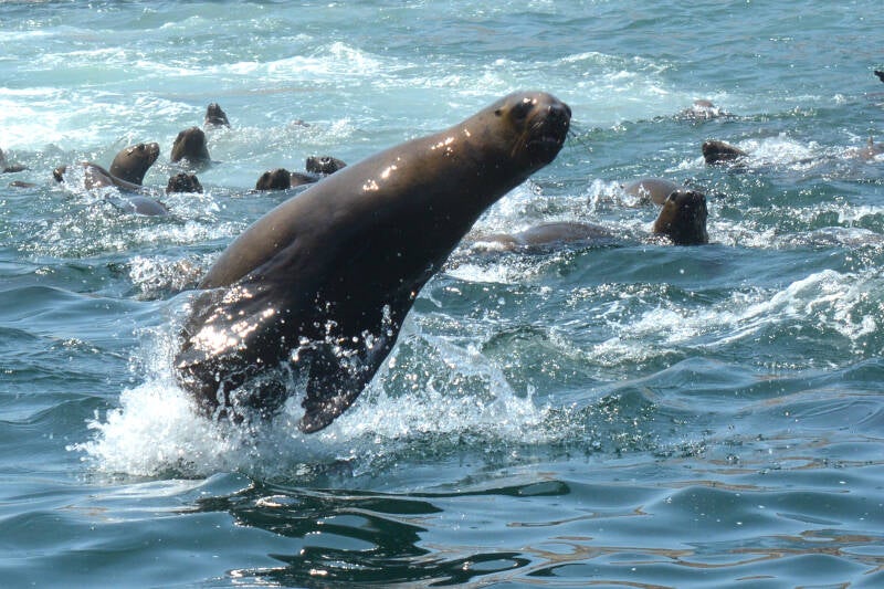 best wildlife viewing sea lion in peru