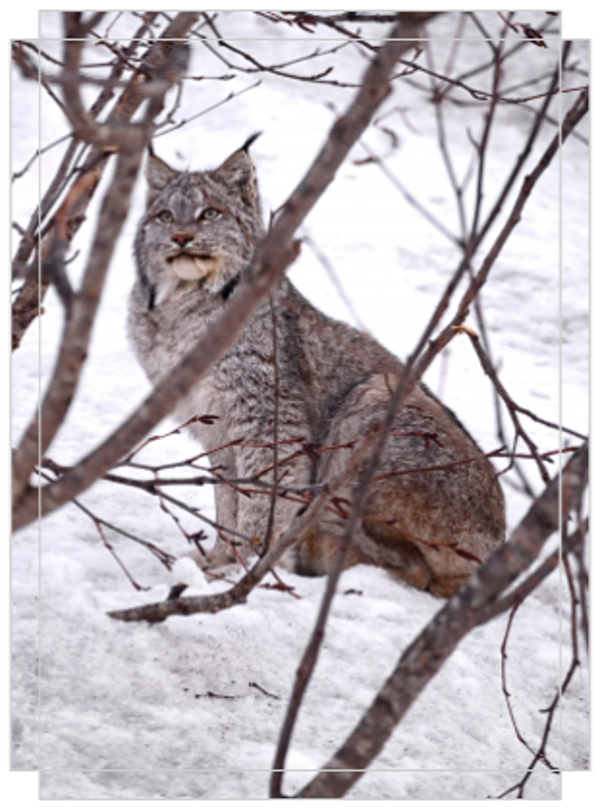 Elusive Lynx