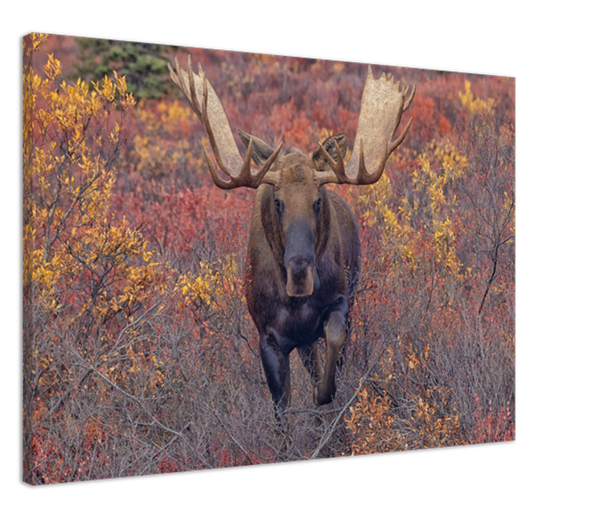 Magical Moose Moments