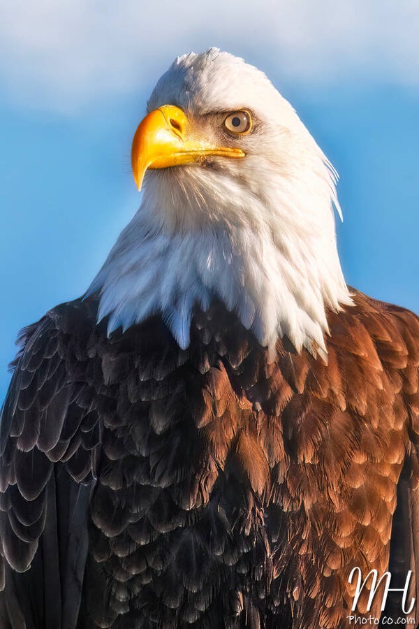 Eagle Portrait