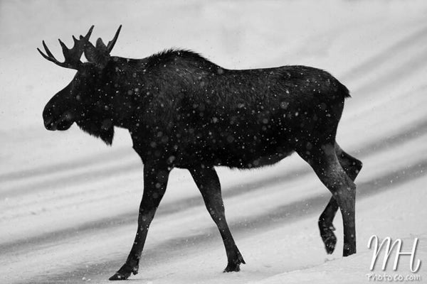 Monochrome Moose
