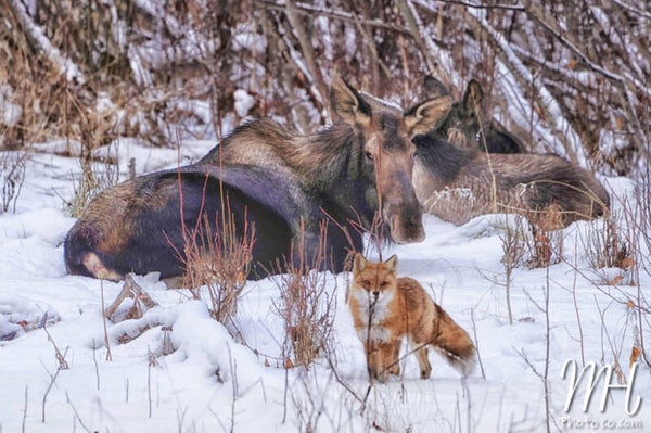 Local Wildlife Hangout Club