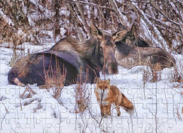 Local Wildlife Hangout Club
