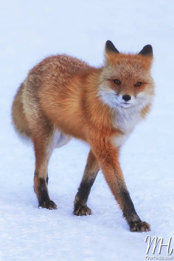 Foxy Runway Model