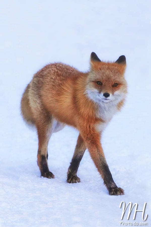 Foxy Runway Model