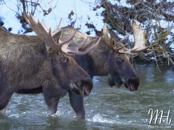 Moose Bros.