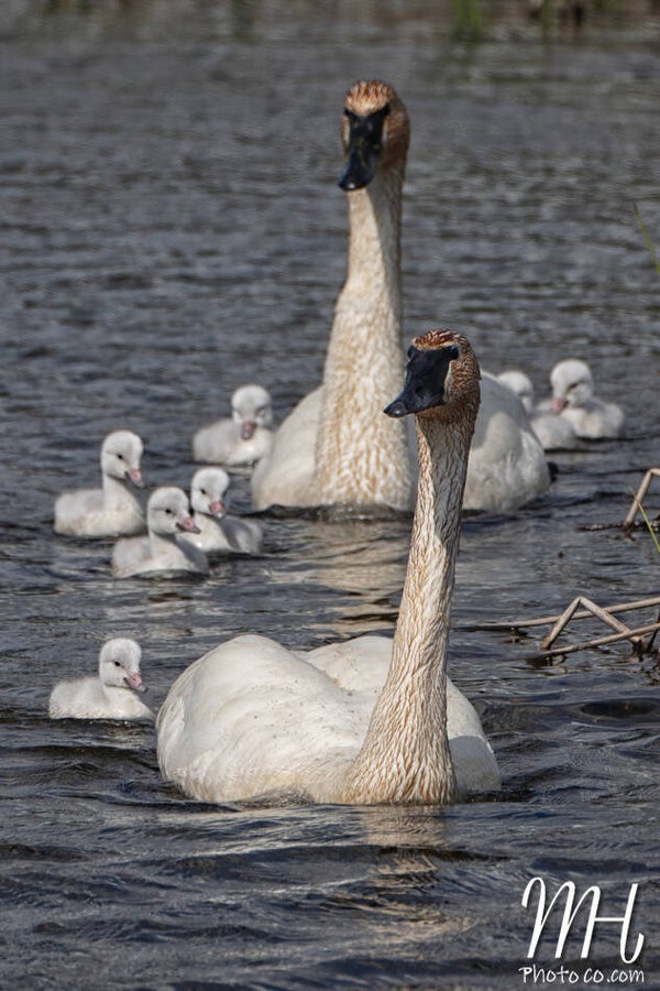 Seven Cygnets Strong