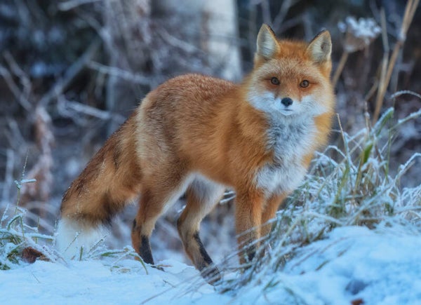 Bright-eyed and Bushy-tailed