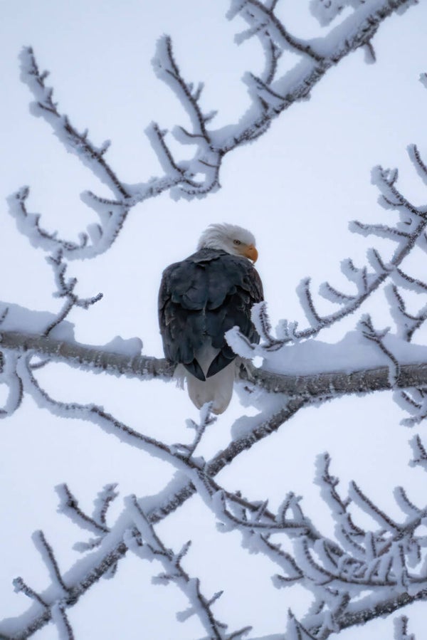 Iced Eagle