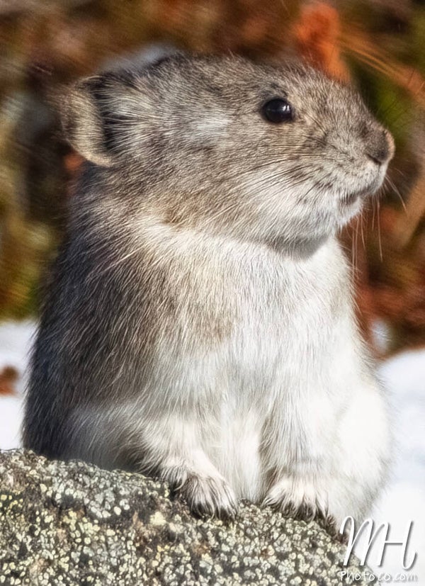 Pika Portrait
