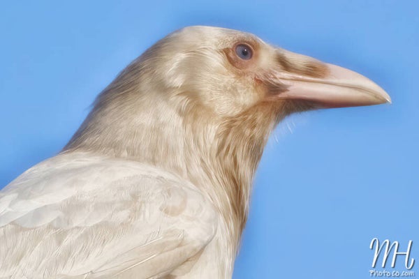 Unicorn Raven