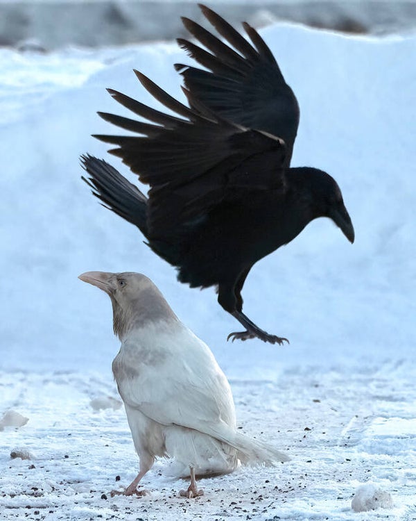 Permission to Photobomb