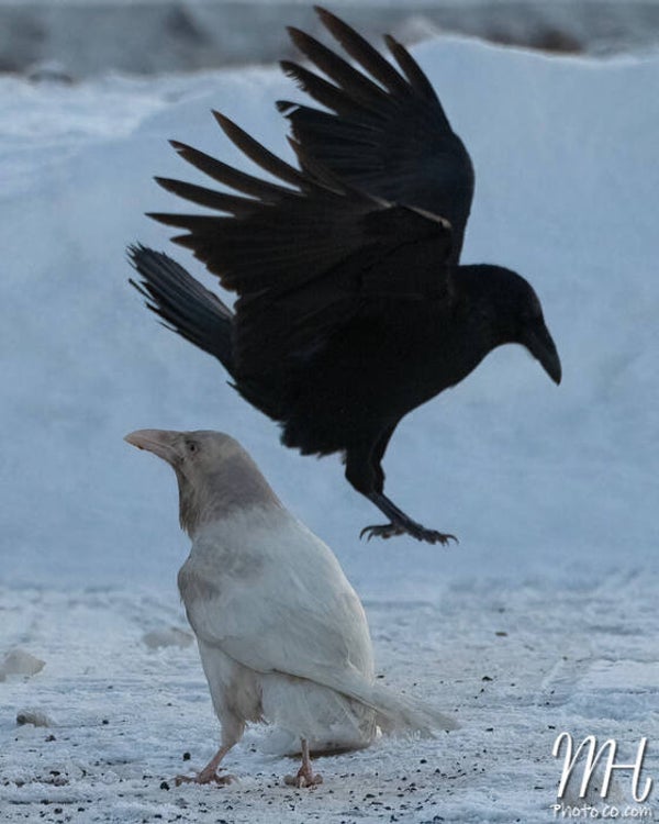 Permission to Photobomb