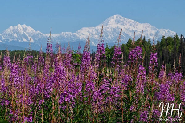 Fueled by Fireweed