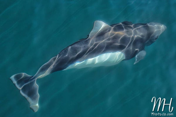 Porpoise Power