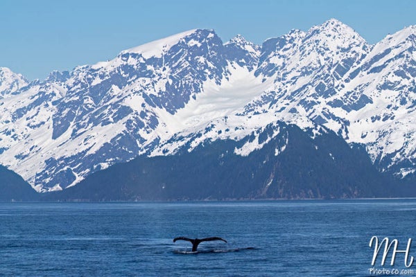 Seward Whale Tail