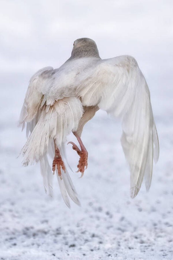 An Angel Taking Flight