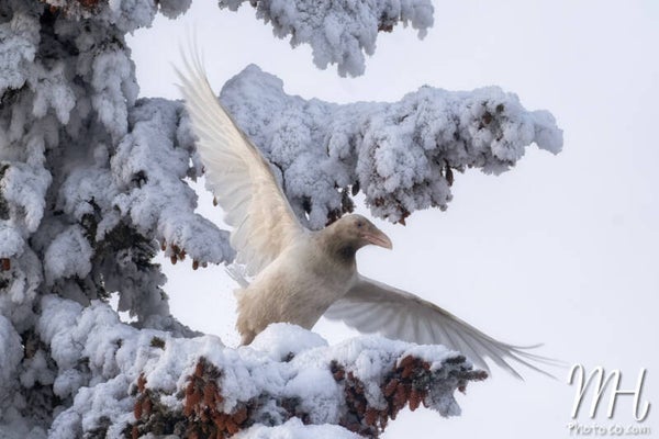 Whites of Winter