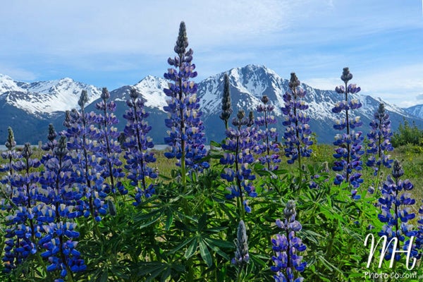 For the Love of Lupine