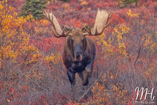 Magical Moose Moments