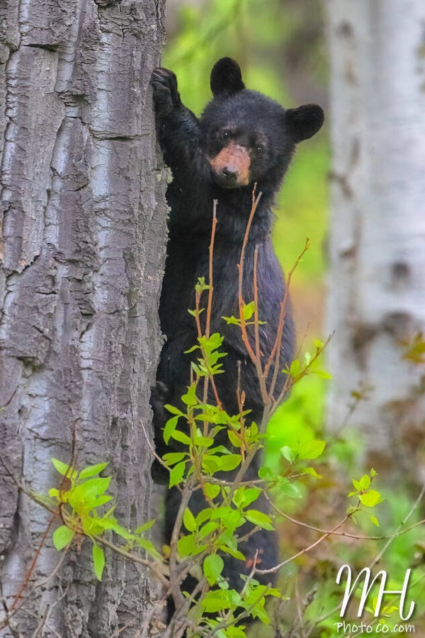 Tree Hugger