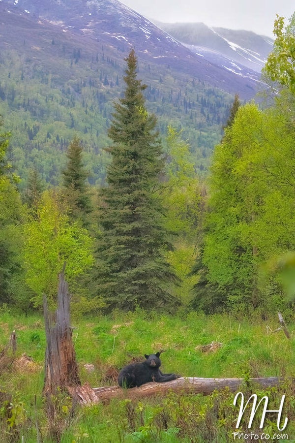 Perfect Alaskan Scene