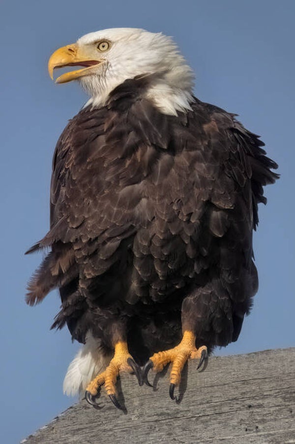 Distinction in the Details