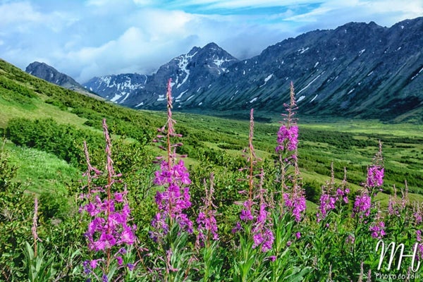 Fireweed Mountain