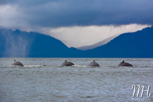 Synchronized Swimmers