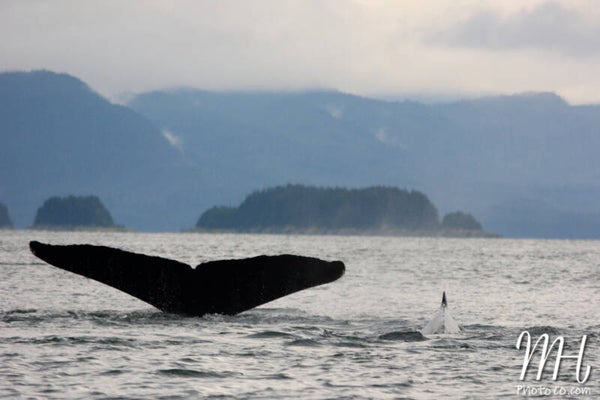 Whale of a Tale