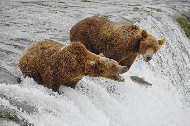 best wildlife viewing alaska 