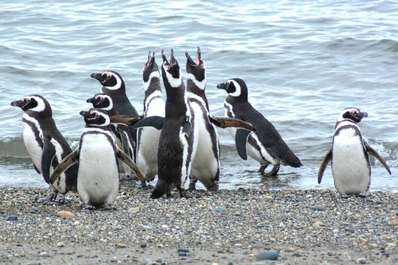 best wildlife viewing penguins in chile