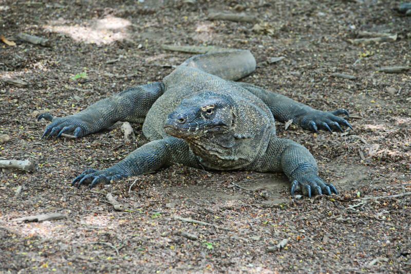 what makes komodo island indonesia unique and special (with pics)