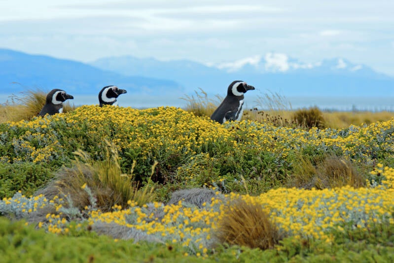 penguins in punta arenas chile
