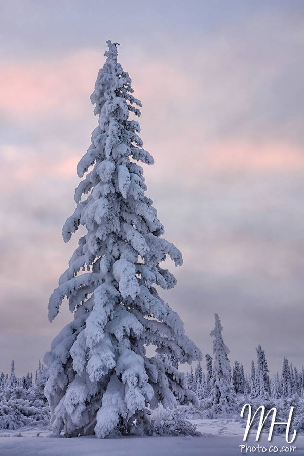 Alaskan Christmas Tree