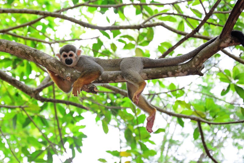 best wildlife viewing monkey in french guiana