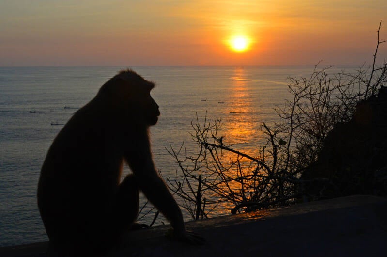 best wildlife viewing monnkey in indonesia