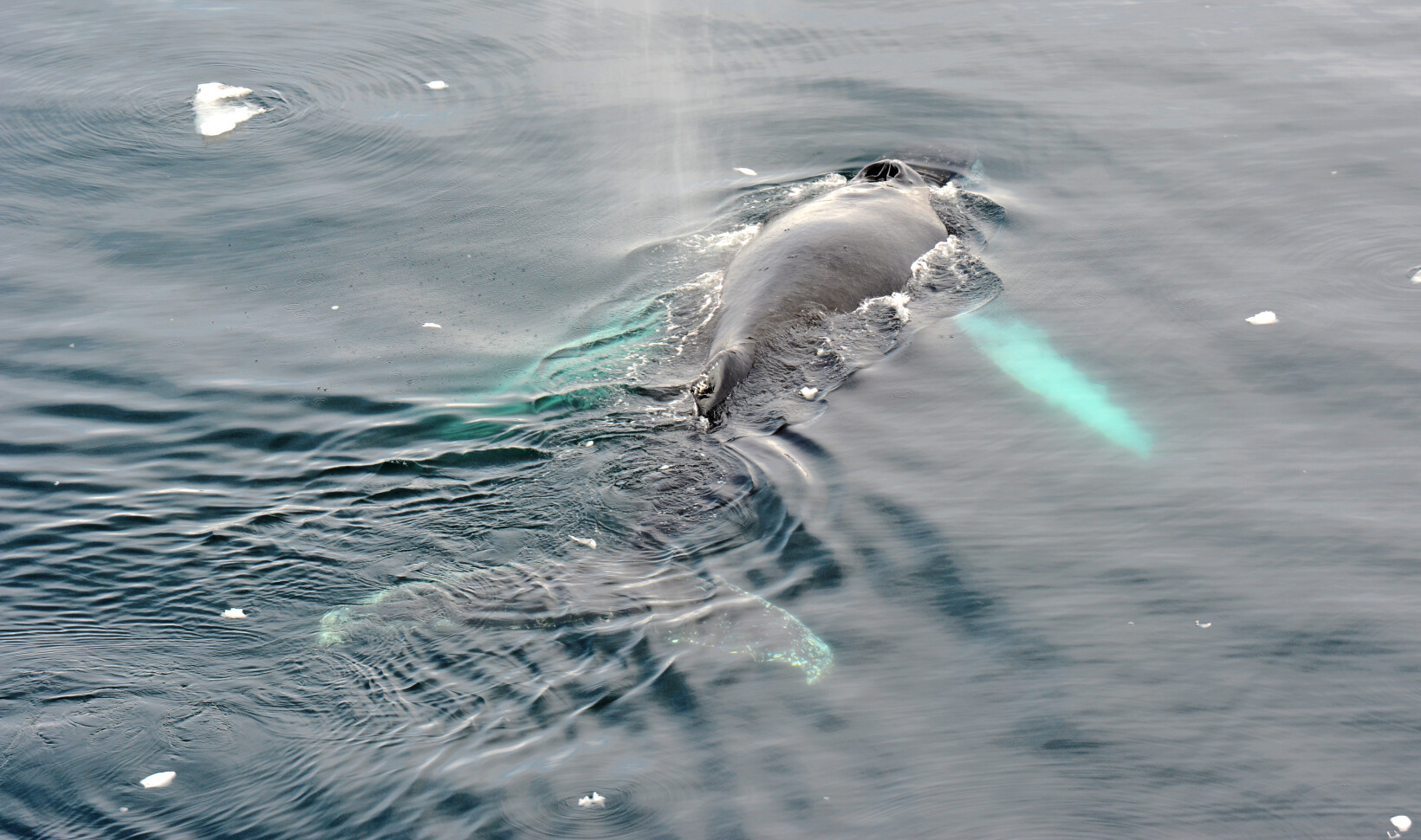 best wildlife viewing whale in antarctica
