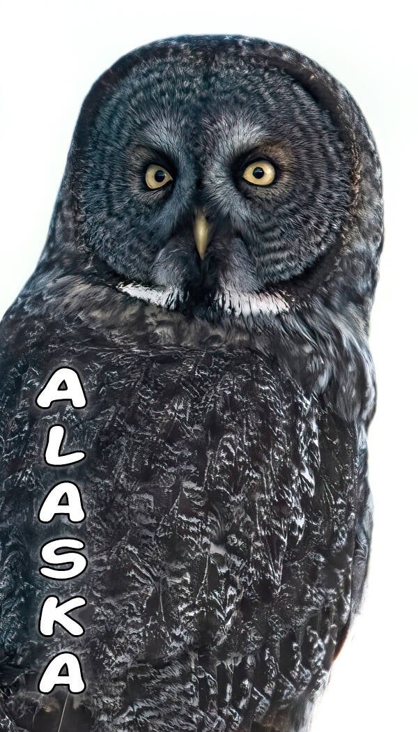 Great Grey Owl Portrait