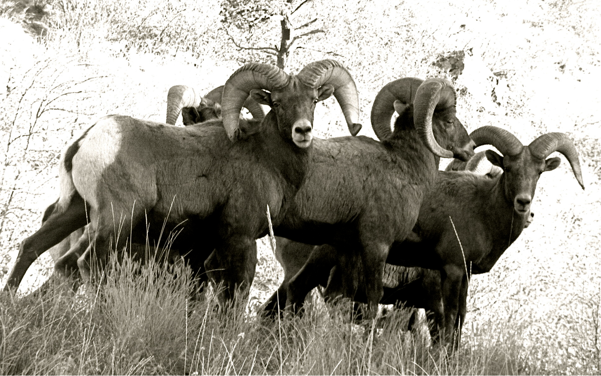 best wildlife viewing rams in colorado
