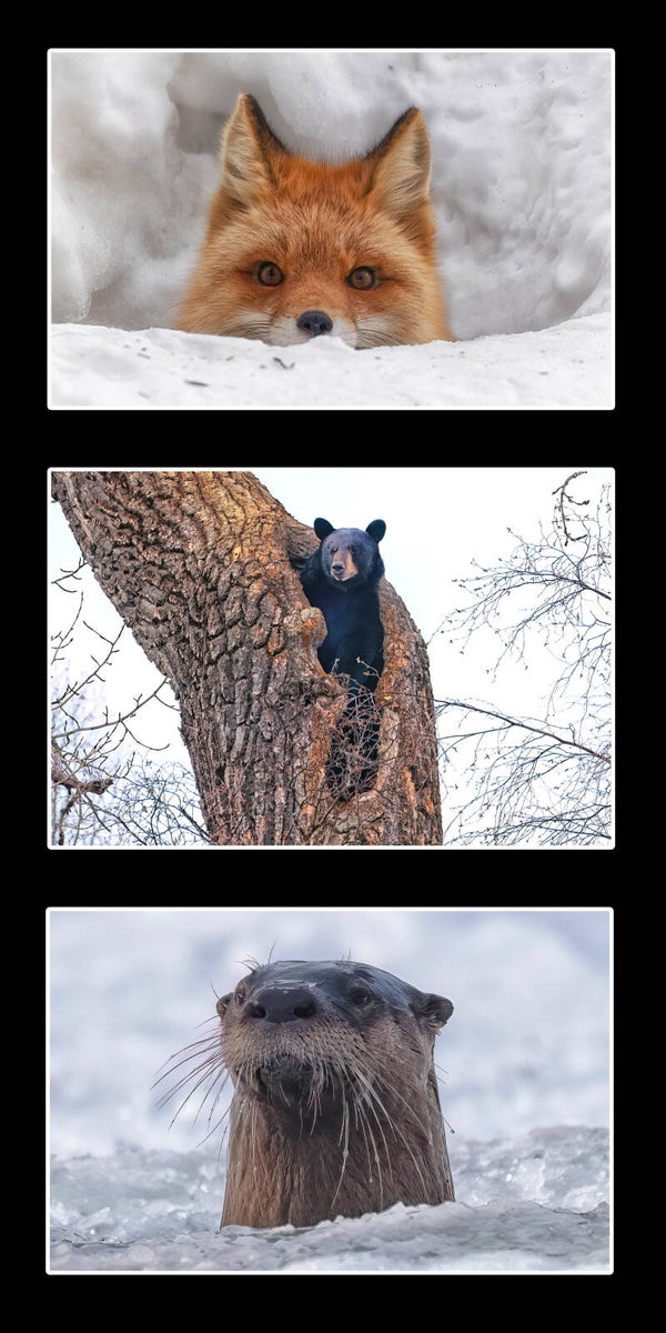 Animals Playing Peek-a-Boo