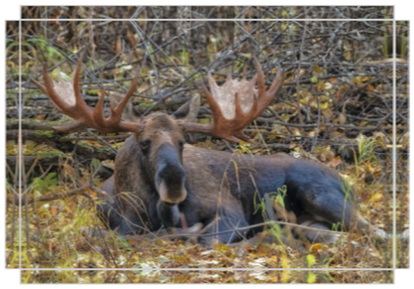 Paint Me Like One of Your French Girls