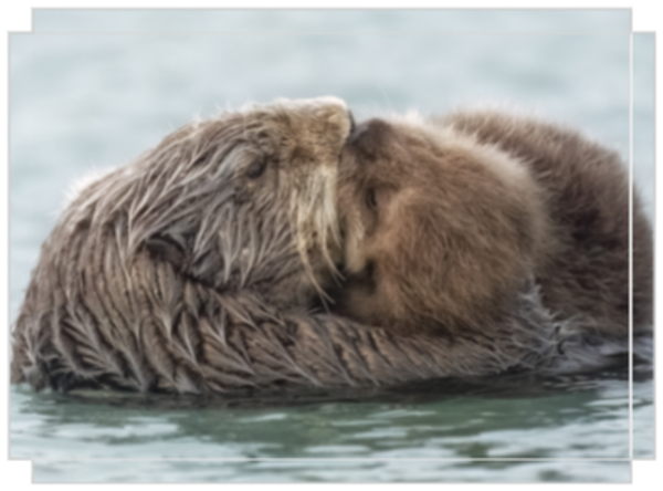 Otterly Adorable
