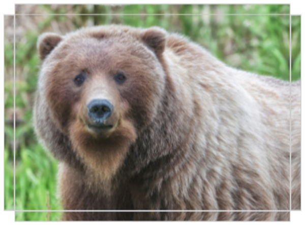 Beautiful Bearded Lady